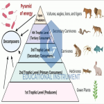Ecological Pyramid